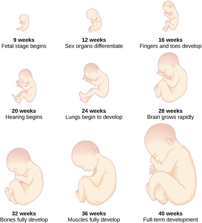 Series of drawings showing human fetal development at different stages of pregnancy: 9 weeks (fetal stage begins); 12 weeks (sex organs differentiate); 16 weeks (fingers and toes develop); 20 weeks (hearing begins); 24 weeks (lungs begin to develop); 28 weeks (brain grows rapidly); 32 weeks (bones fully develop); 36 weeks (muscles fully develop); 40 weeks (full-term development).